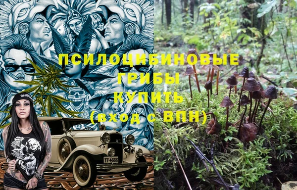 прущие грибы Ахтубинск