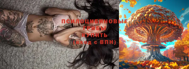 Галлюциногенные грибы Psilocybe  купить   кракен как зайти  Алушта 